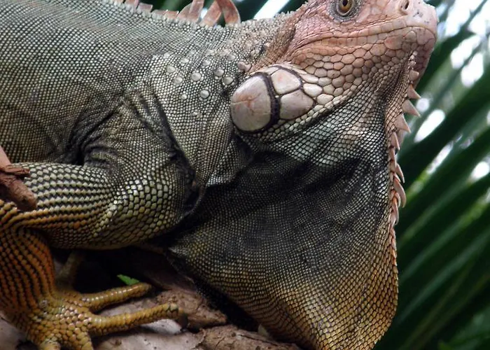 Hotel Flying Crocodile